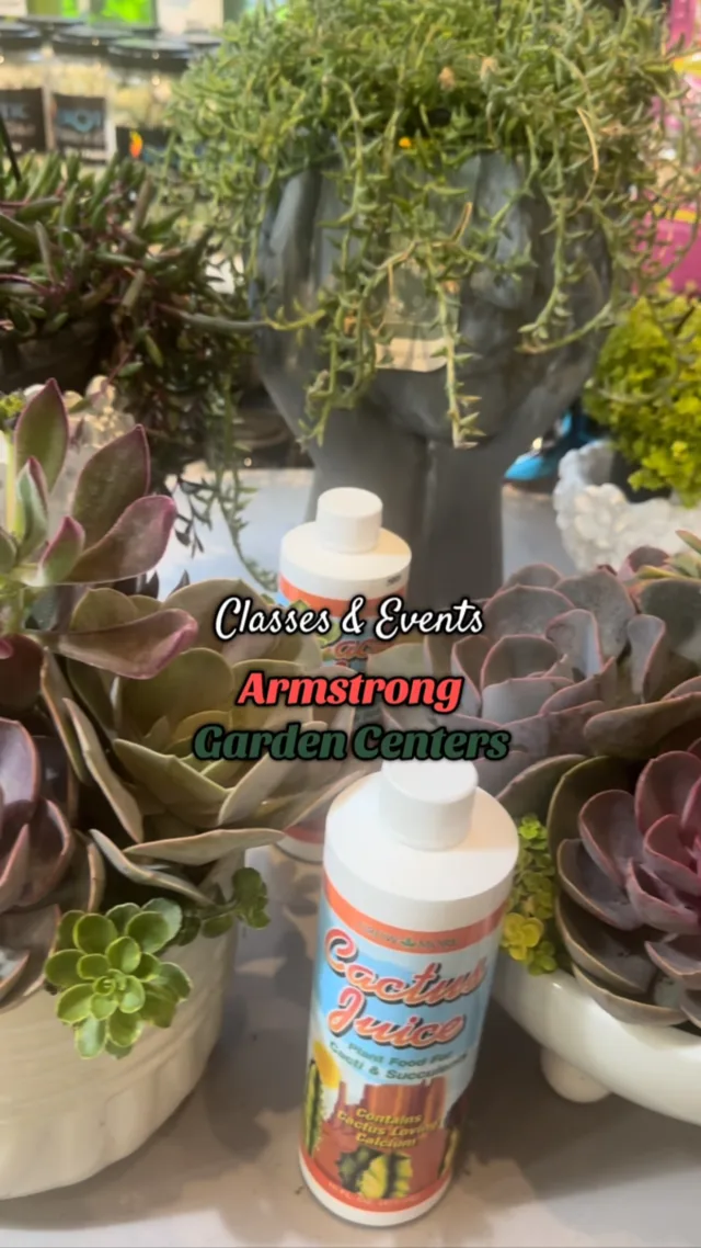 Loved taking the Savvy Succulent class at @armstronggarden in Pasadena! 🌿🌵There are so many fun and free classes for adults and kids! 

#la #losangeles #succulents #succulentlover #succulentsoftiktok #gardening #gardencenter #sgv #pasadena #sangabrielvalley #plants